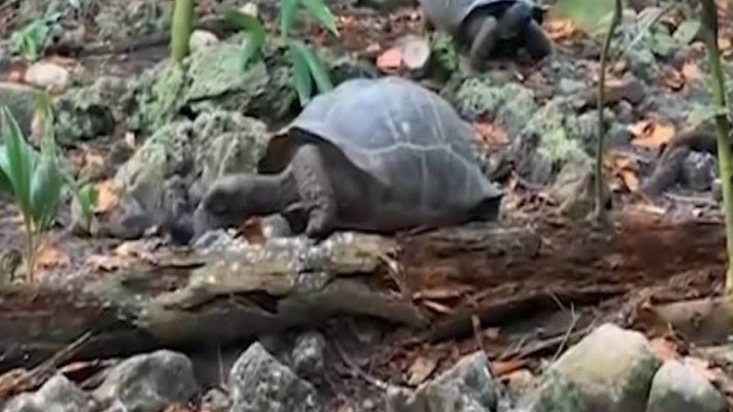 Kaplumbağa bir anda canavara döndü! Ağzına aldığı gibi kafasını kopardı, çırpındı ama nafile… 3
